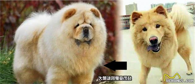 网友说不要养松狮犬，你知道松狮犬有多厉害吗？