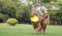 金毛犬扑人矫正训练方法