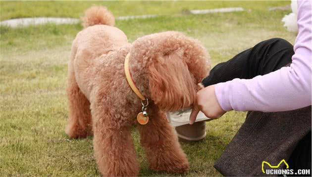 攻略！如何用低成本养出精致的泰迪犬