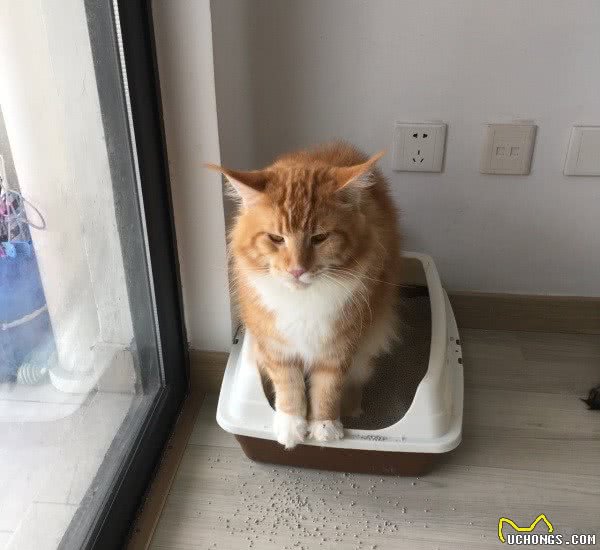 看似凶狠，实则蠢萌的要命，猫咪巨无霸—缅因猫