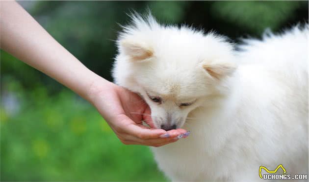 当博美犬处在这些情况下，请主人喂食它益生菌