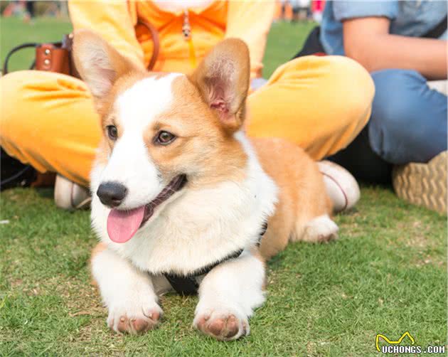 宠主们为什么这么喜欢养柯基犬？这7个优点，让人越养越上瘾