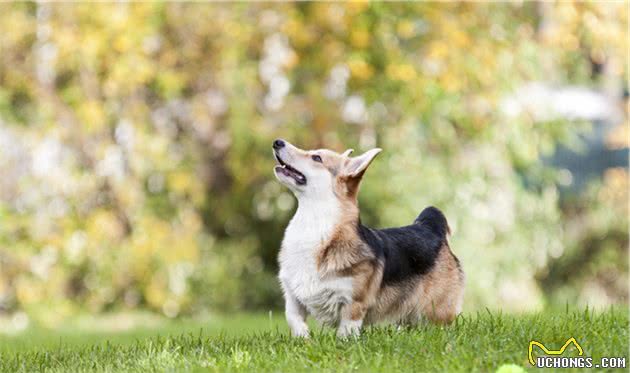 宠主们为什么这么喜欢养柯基犬？这7个优点，让人越养越上瘾