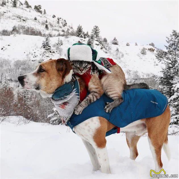 两人一猫一狗四处探险旅行，每一幕都萌翻天