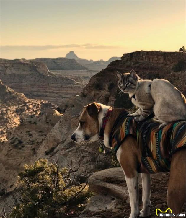 两人一猫一狗四处探险旅行，每一幕都萌翻天