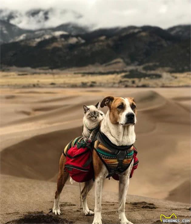 两人一猫一狗四处探险旅行，每一幕都萌翻天