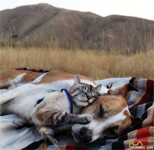 两人一猫一狗四处探险旅行，每一幕都萌翻天