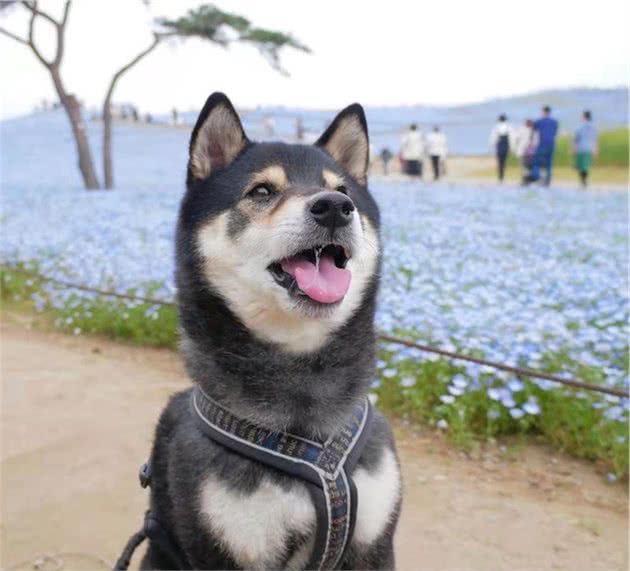 柴犬和秋田的区别！差异这么大怪不得柴犬更或火