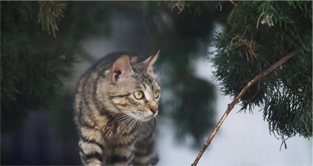 “狸花猫”独具特色的中国野性美