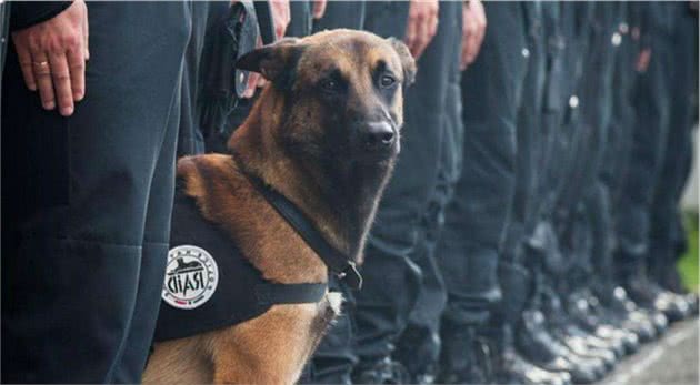 这5种犬，并不能做军警犬，你家汪星人上榜了吗？