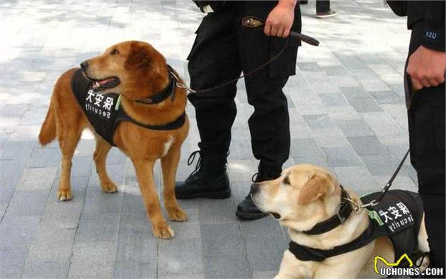 这5种犬，并不能做军警犬，你家汪星人上榜了吗？