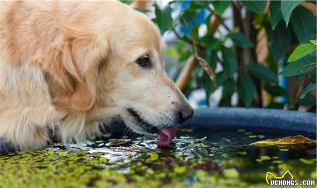 金毛犬泪痕严重怎么去除?