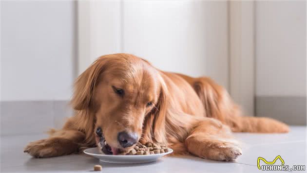 金毛犬泪痕严重怎么去除?