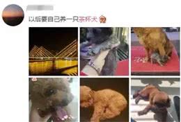 你听过茶杯犬吗？非常可爱，但是再次建议你不要养