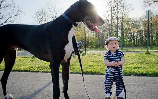 世界犬中的阿波罗—大丹犬