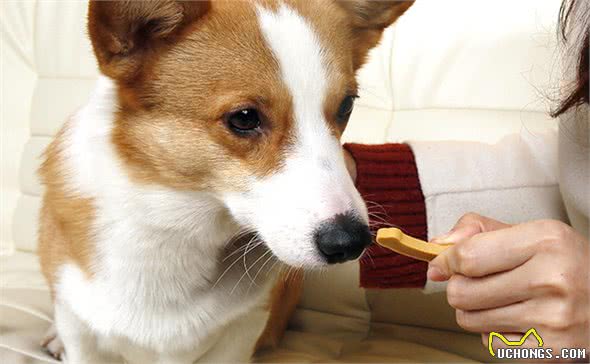 幼犬才到家，宠主一定要做好这几件事