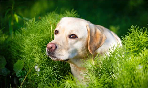 拉布拉多寻回犬饲养需要注意的几个事项