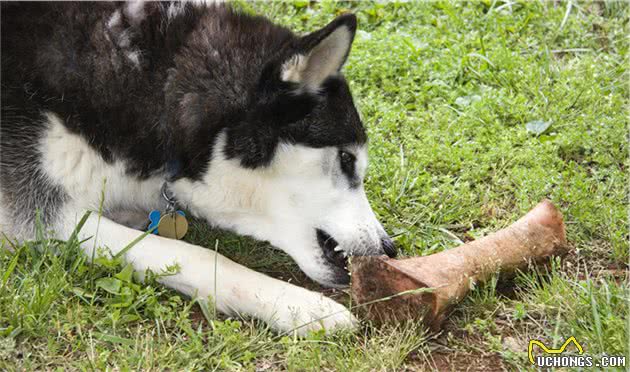 什么时候是幼犬最佳断奶时机？断奶后应该如何喂养幼犬呢？