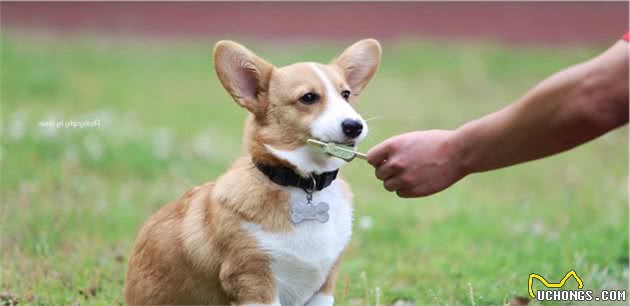 什么时候是幼犬最佳断奶时机？断奶后应该如何喂养幼犬呢？