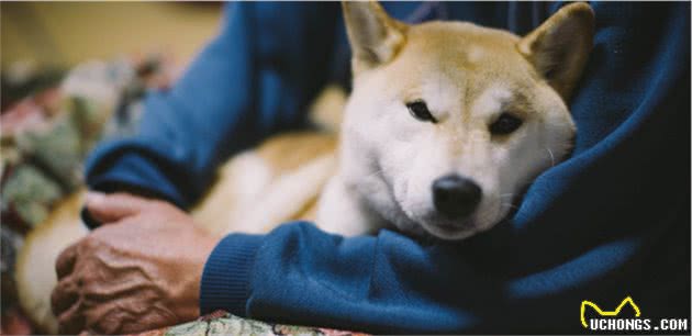 狗狗会定点大小便，却依旧会在家随地解决，那有可能是这7个原因