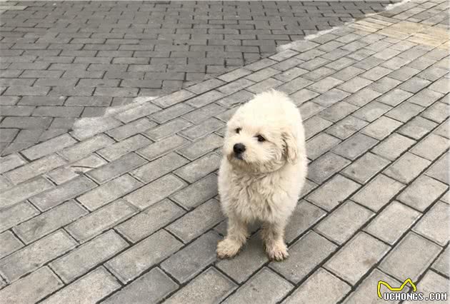 捡到一只未断奶的流浪幼犬，自己又没有喂养经验，要怎么办？