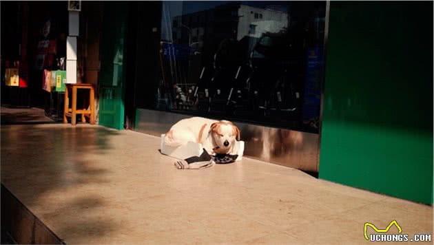 捡到一只未断奶的流浪幼犬，自己又没有喂养经验，要怎么办？