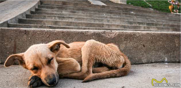 捡到一只未断奶的流浪幼犬，自己又没有喂养经验，要怎么办？