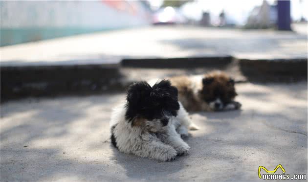 捡到一只未断奶的流浪幼犬，自己又没有喂养经验，要怎么办？