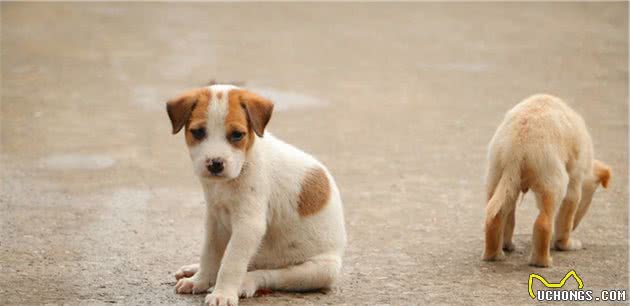 捡到一只未断奶的流浪幼犬，自己又没有喂养经验，要怎么办？