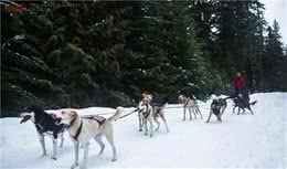 让我们一起向非正规雪橇犬说NO