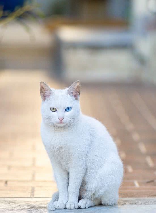 每天吸一种猫：“泰国曼尼猫”，异瞳中精灵