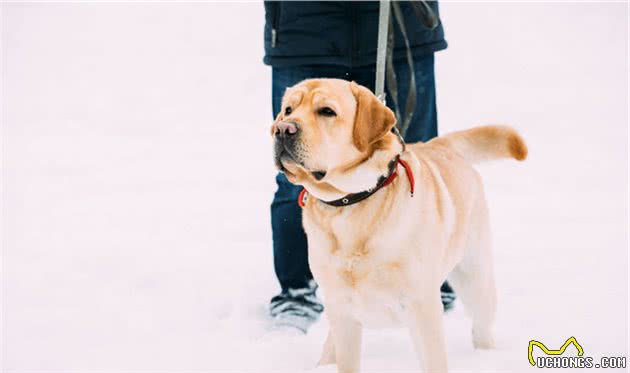 训练拉布拉多犬时，这几种方式不可取，后果你承受不住