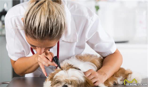 辟谣：幼犬突发呕吐别以为是正常现象，小心幼犬急性胃炎