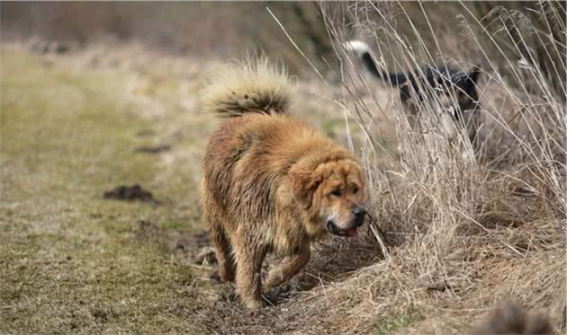 曾经的“东方神犬”，如今却沦落到只能靠外国引进？