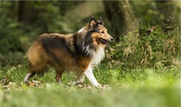 对于喜乐蒂情有独钟的朋友，可以看一下你是否适合养喜乐蒂牧羊犬