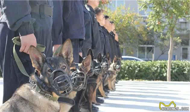 打瞌睡的警犬们，又可爱，又让人心疼