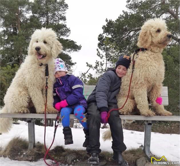 恕我见识少，这黄金贵宾犬简直就是巨型泰迪熊宝宝