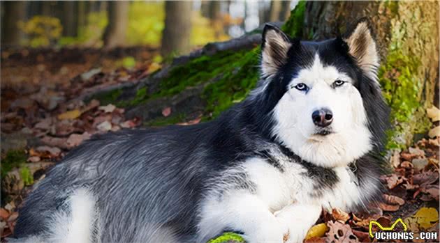 阿拉斯加犬身体出现这些反应，都是在暗示：缺钙了