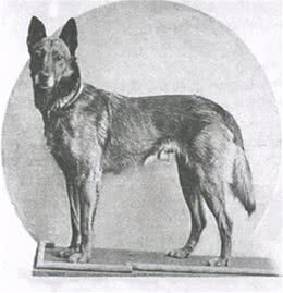 寻根问祖系列（27）：马犬（BelgianMalinois）