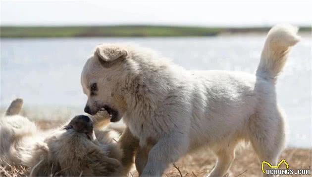 犬”和“狗”有什么区别？以后真不能乱叫了，这里学问还真不少