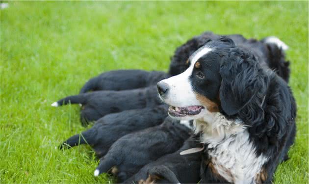 狗狗产后低血钙！狗狗在孕期补钙和产后骨头汤那个更管用