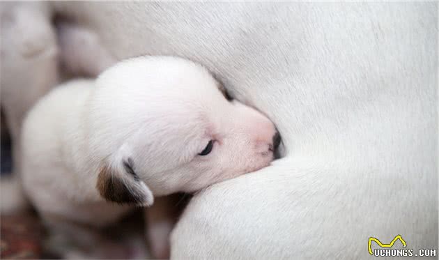 狗狗产后低血钙！狗狗在孕期补钙和产后骨头汤那个更管用