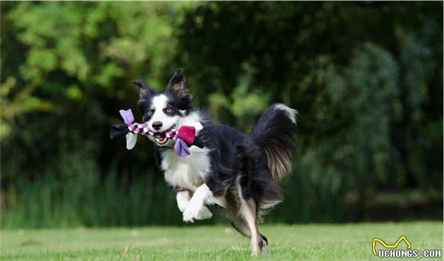 边境牧羊犬智商很高，但这些缺点你如果接受不了，劝你别养