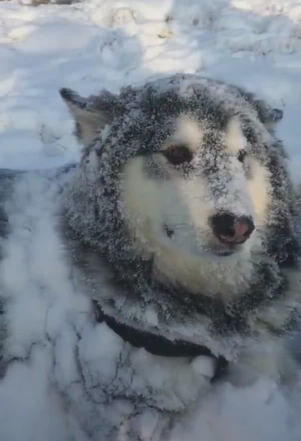 阿拉斯加在雪里躺着，白雪覆盖全身，主人走进一瞧：正宗雪橇