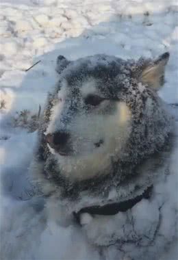 阿拉斯加在雪里躺着，白雪覆盖全身，主人走进一瞧：正宗雪橇