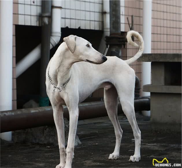 科普，我国鲜为人知的犬种，可爱威武尽皆有之