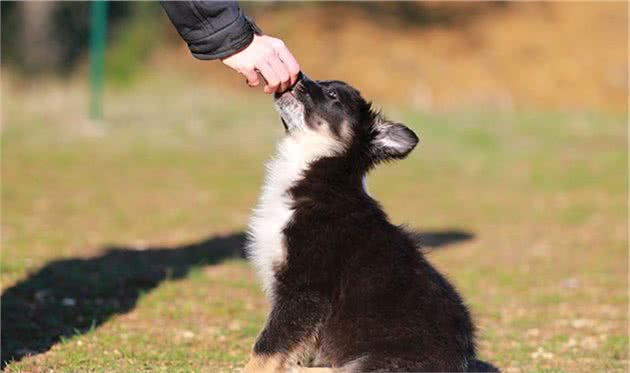 训犬师用零食让狗乖乖听话，零食用得对，训练更容易成功