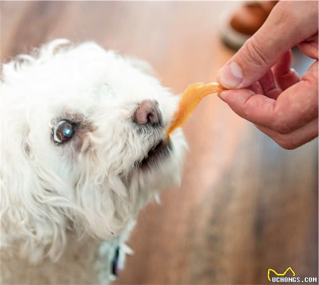 训犬师用零食让狗乖乖听话，零食用得对，训练更容易成功