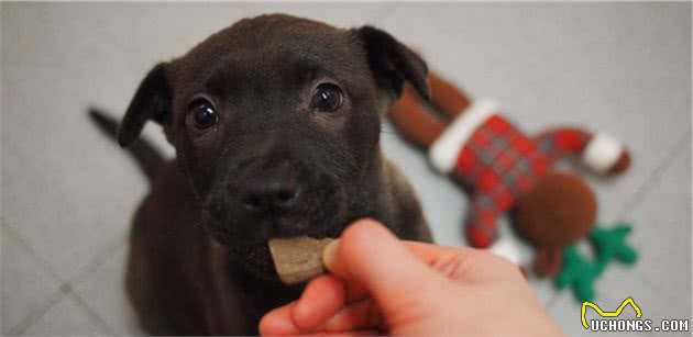 训犬师用零食让狗乖乖听话，零食用得对，训练更容易成功