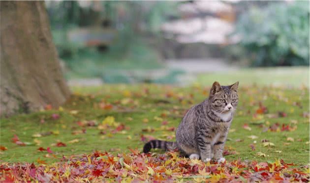 养只狸花猫真的难，怎么都吃不胖，问题出在哪里？